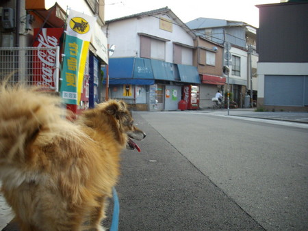 f:id:blepharisma:20080803211811j:image