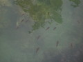 20080815195547