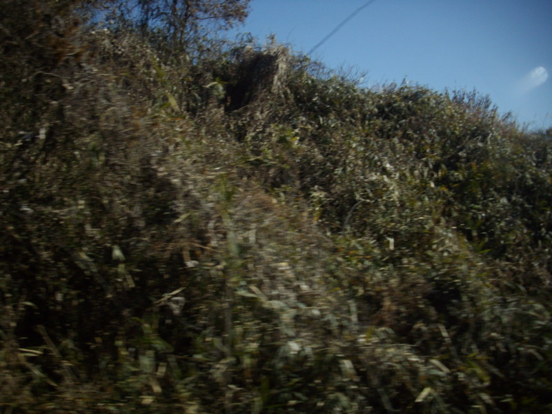 f:id:blepharisma:20090308113736j:image