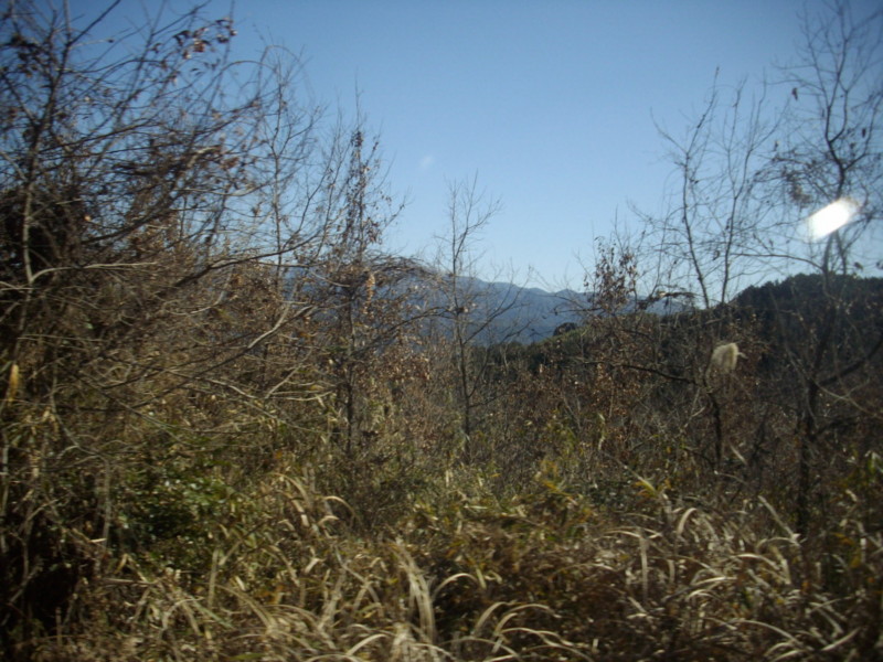 f:id:blepharisma:20090308113743j:image