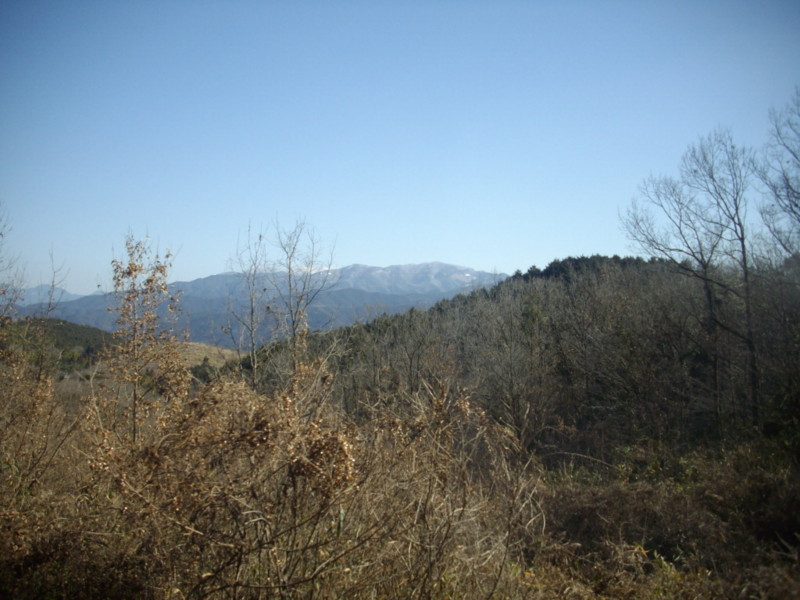f:id:blepharisma:20090308113744j:image