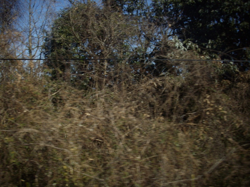 f:id:blepharisma:20090308114022j:image