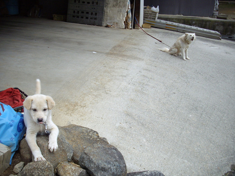 f:id:blepharisma:20090309010855j:image