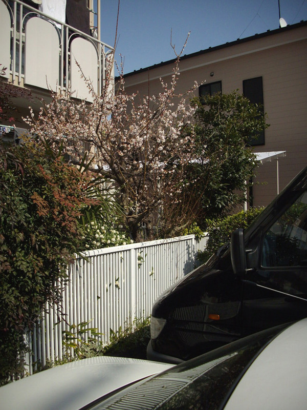 f:id:blepharisma:20090313002614j:image