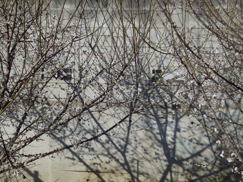 f:id:blepharisma:20090316011127j:image