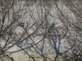 20090316011127
