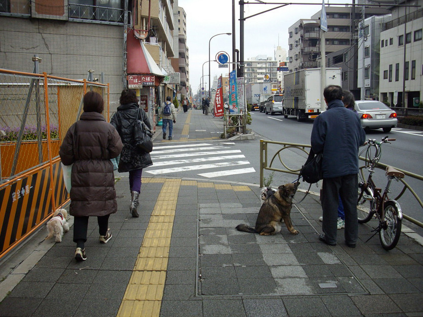 f:id:blepharisma:20090319000432j:image