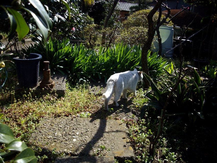 f:id:blepharisma:20090324004326j:image