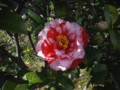 20090324004330
