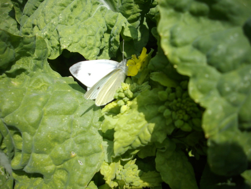 f:id:blepharisma:20090327225956j:image f:id:blepharisma:20090327225956j:image