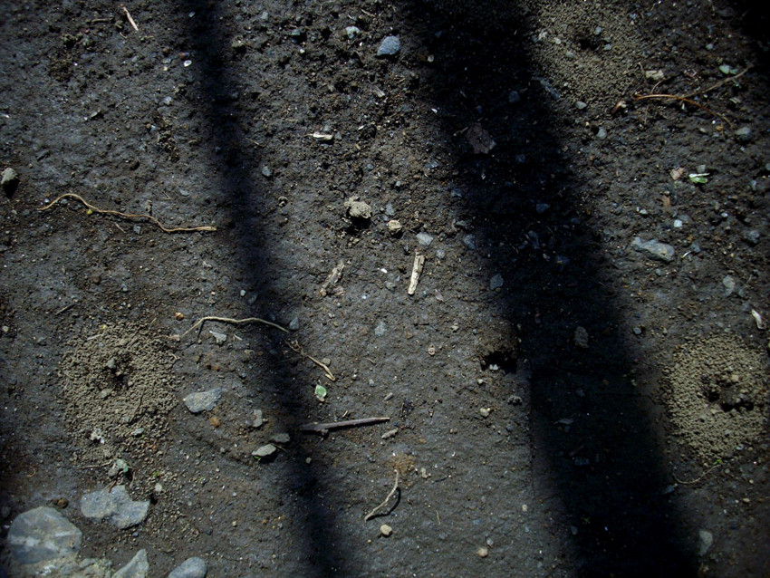 f:id:blepharisma:20090404001913j:image