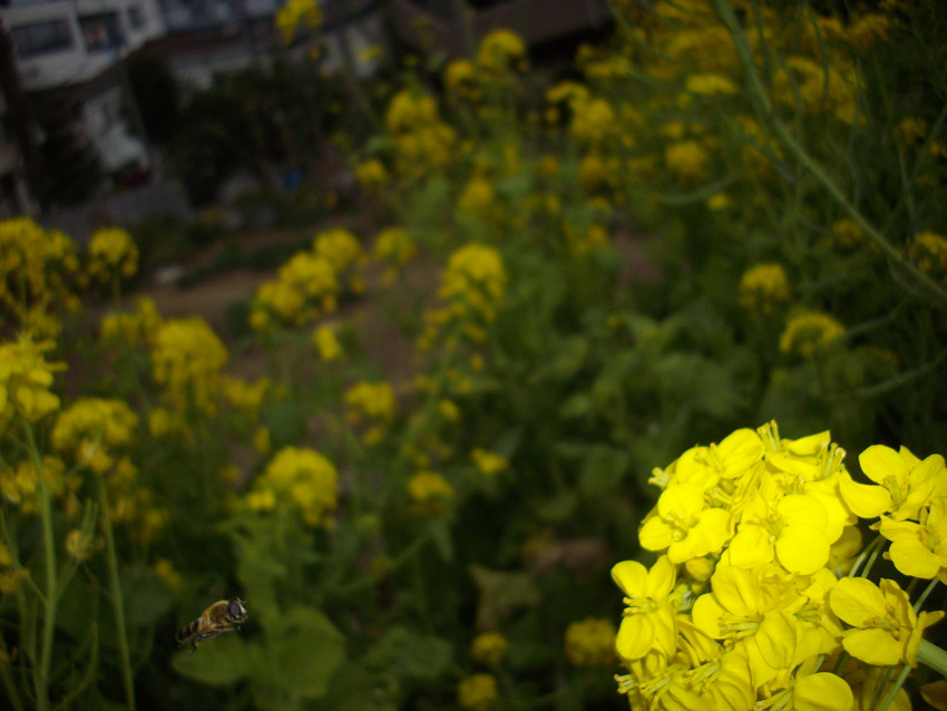f:id:blepharisma:20090406172557j:image