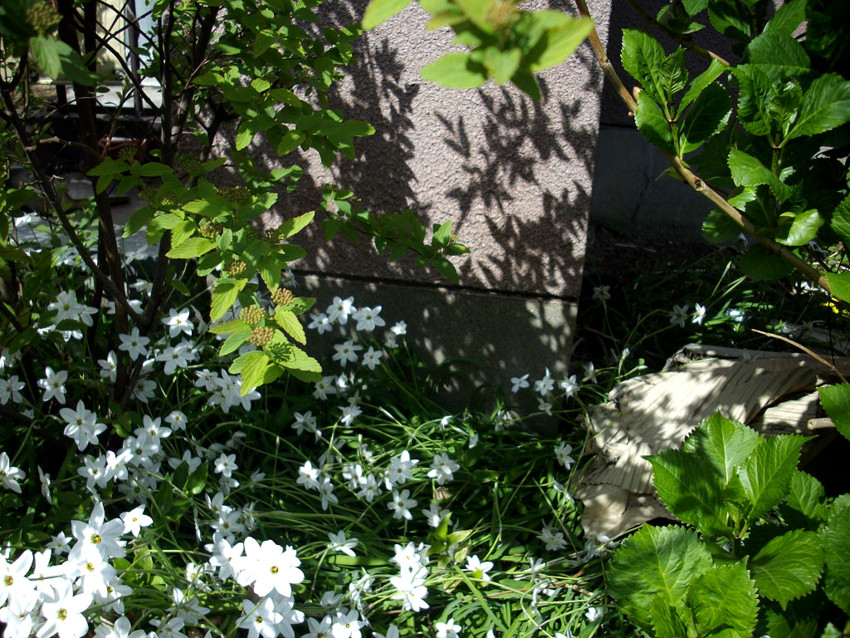 f:id:blepharisma:20090407210603j:image