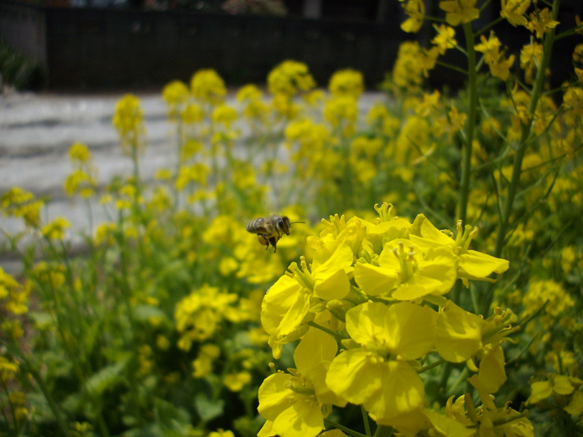 f:id:blepharisma:20090412005532j:image