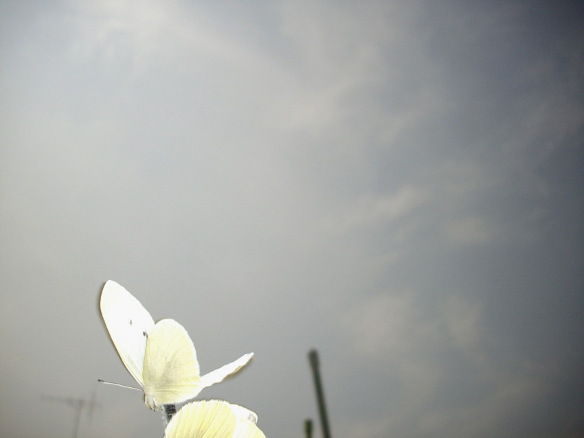 f:id:blepharisma:20090412005935j:image