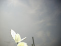 20090412005935