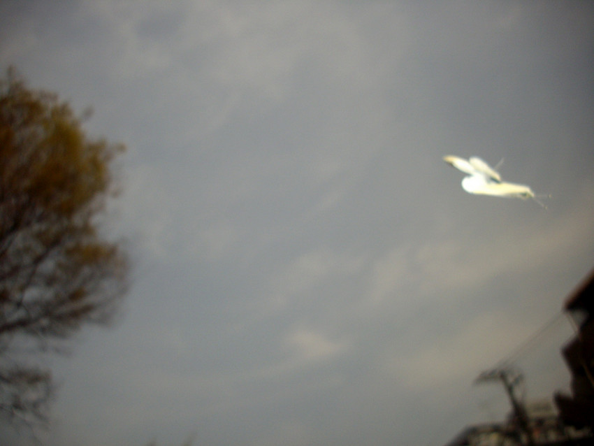 f:id:blepharisma:20090412005937j:image