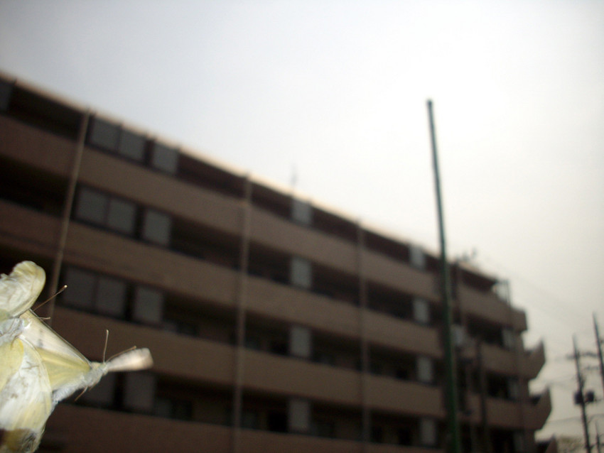 f:id:blepharisma:20090412010005j:image
