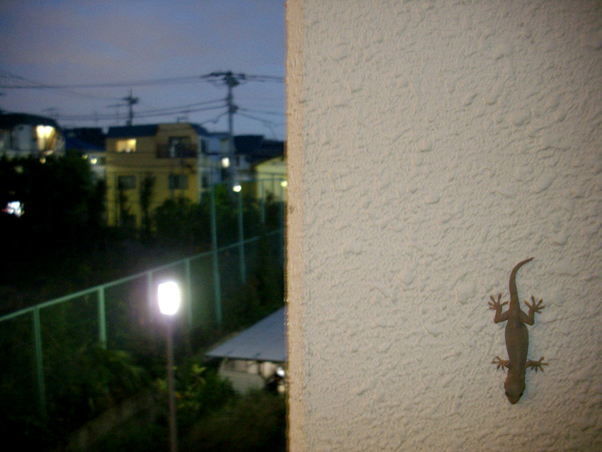 f:id:blepharisma:20090417000539j:image