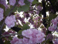 20090421105023