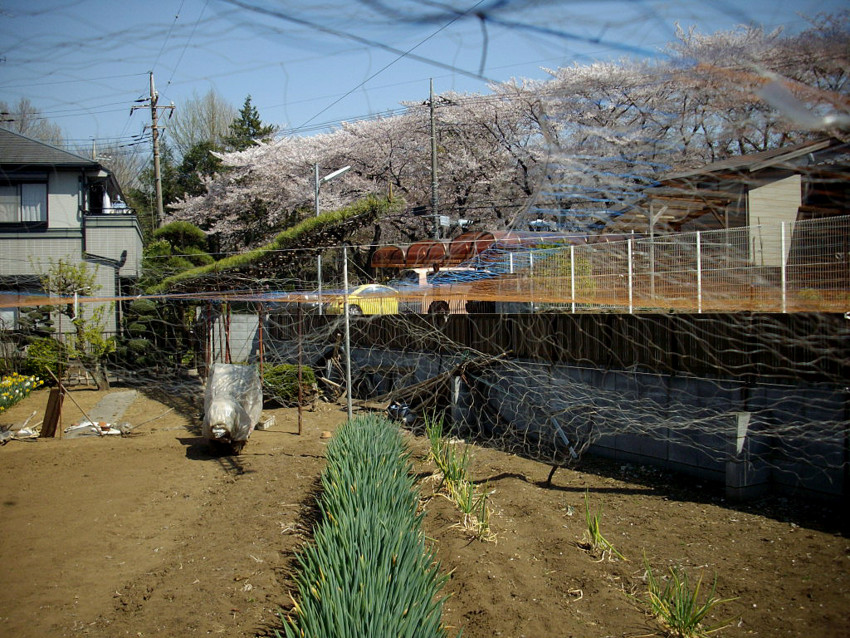 f:id:blepharisma:20090422121637j:image