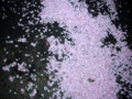 20090430104132