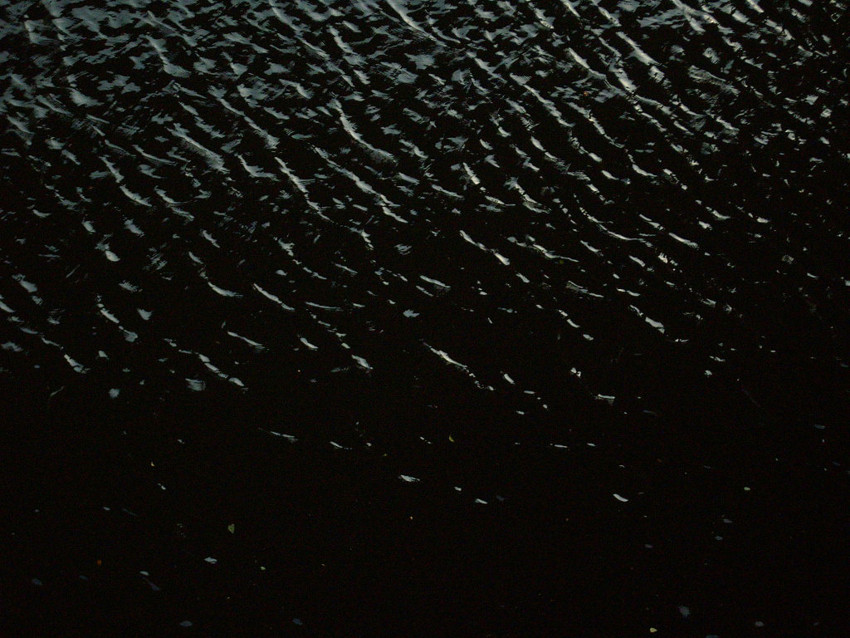 f:id:blepharisma:20090609001919j:image