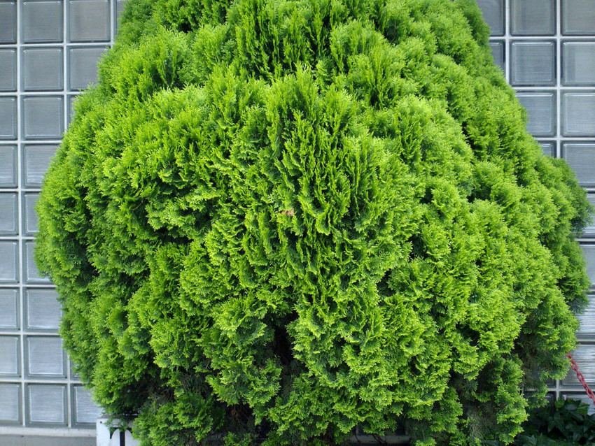 f:id:blepharisma:20090615003243j:image
