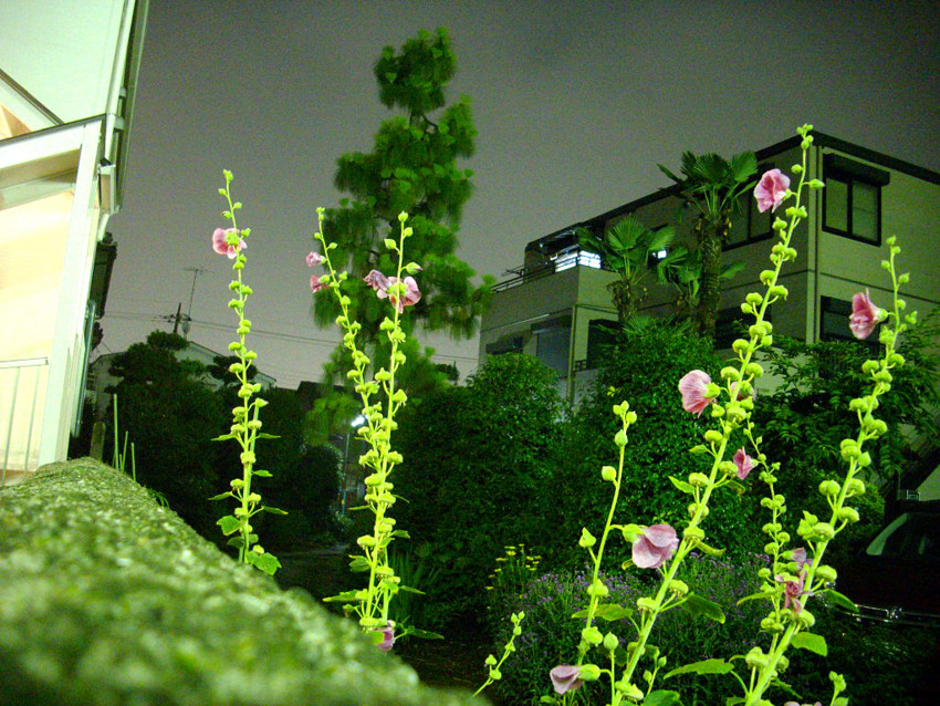 f:id:blepharisma:20090620002647j:image