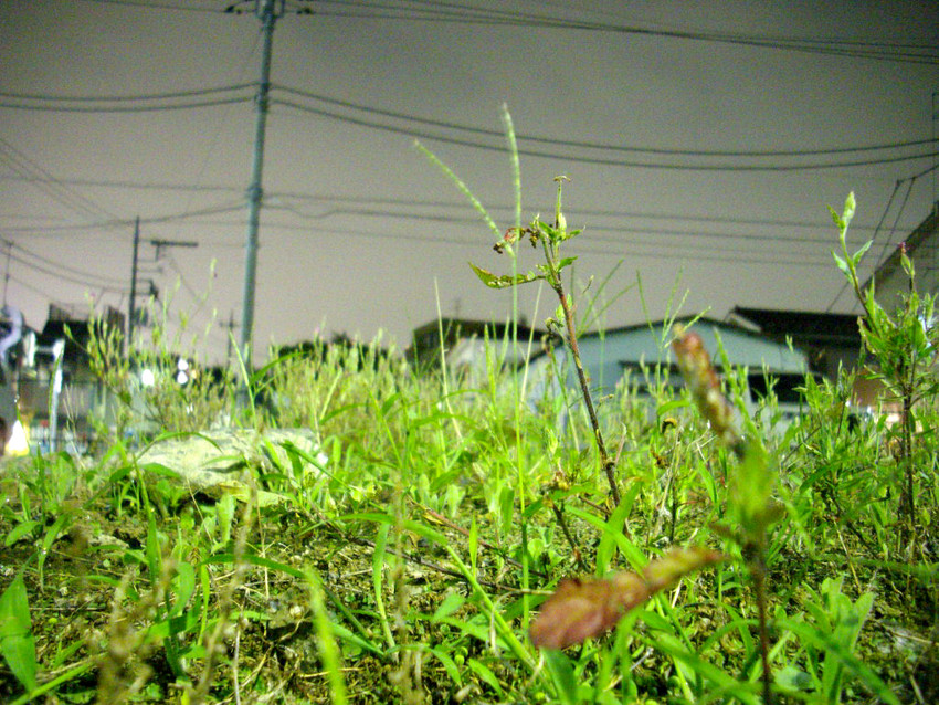 f:id:blepharisma:20090622003040j:image