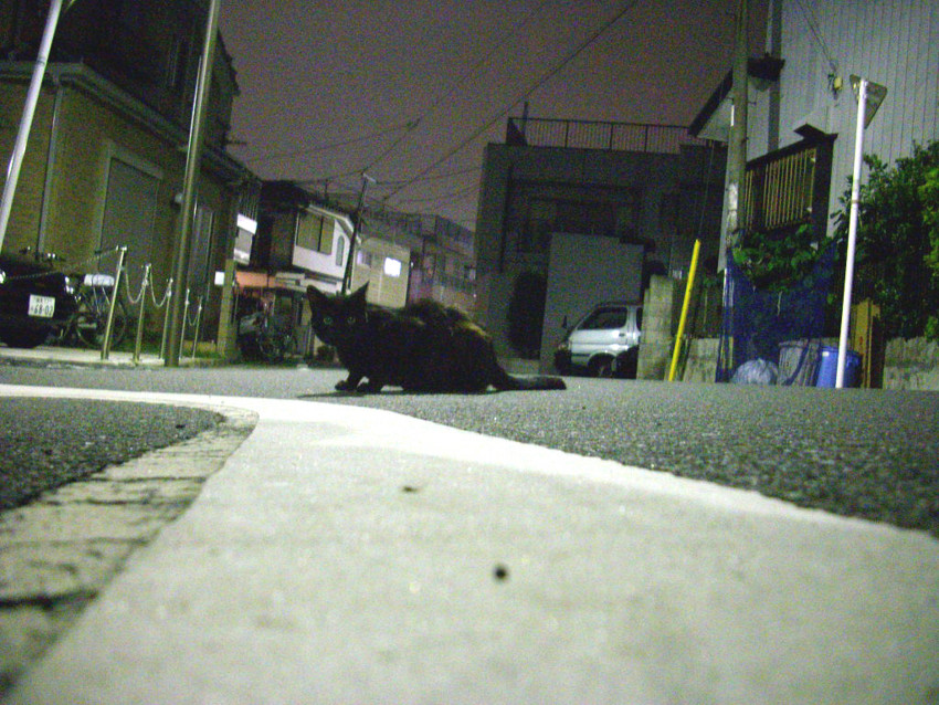 f:id:blepharisma:20090625010357j:image