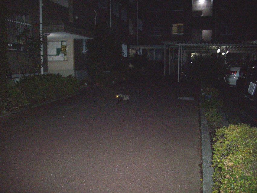 f:id:blepharisma:20090702010735j:image f:id:blepharisma:20090702010735j:image