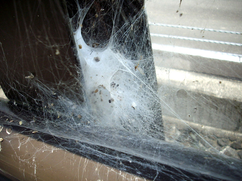 f:id:blepharisma:20090722005905j:image f:id:blepharisma:20090722005905j:image