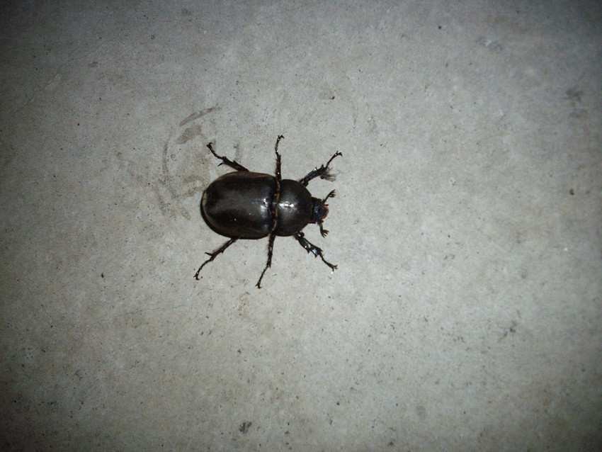 f:id:blepharisma:20090723015009j:image