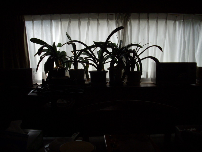 f:id:blepharisma:20090809130454j:image