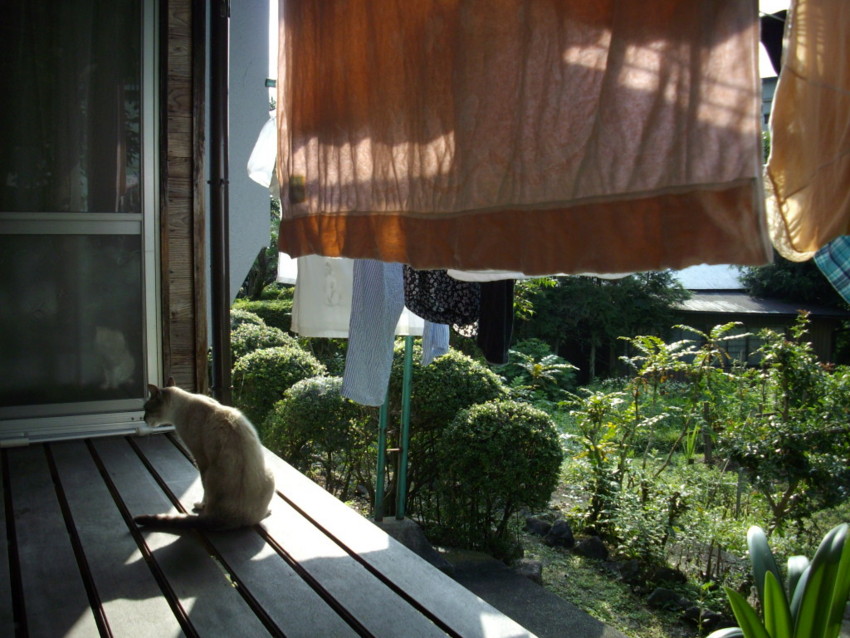 f:id:blepharisma:20090809130518j:image