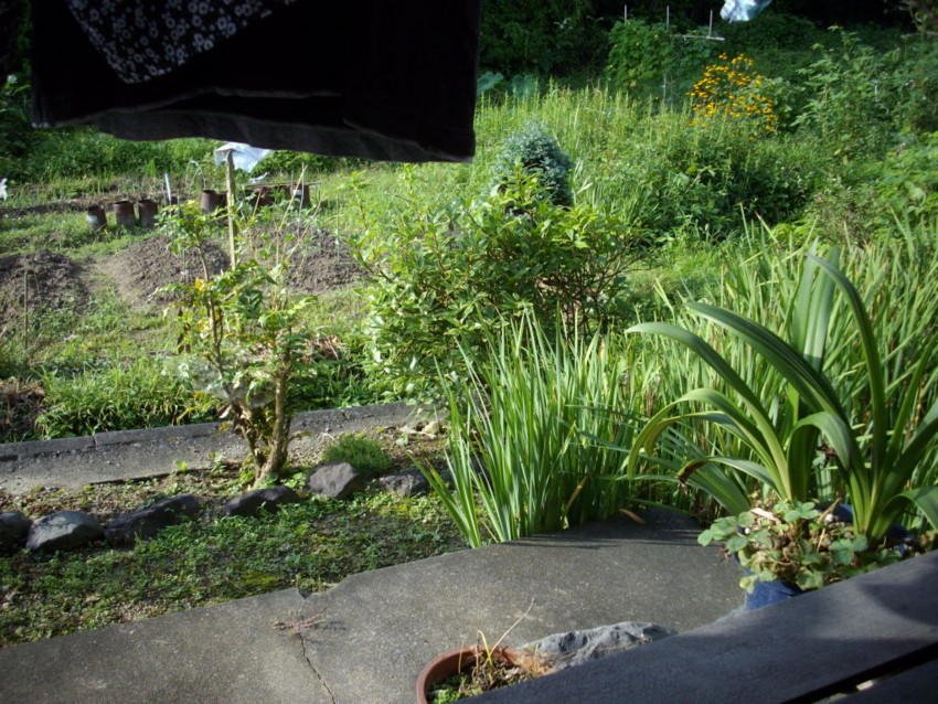 f:id:blepharisma:20090809130522j:image