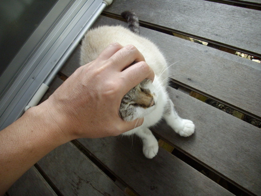 f:id:blepharisma:20090809130538j:image