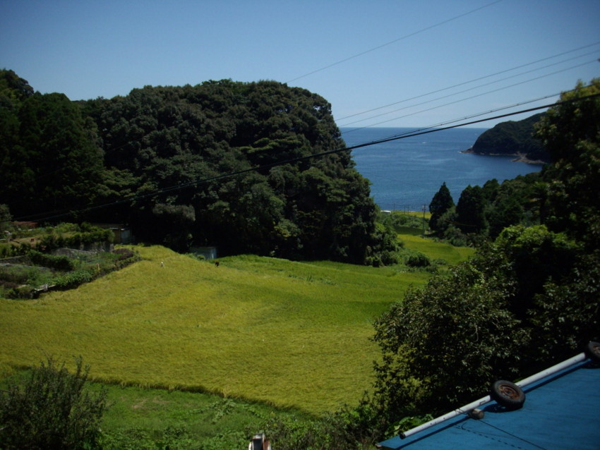 f:id:blepharisma:20090819164912j:image
