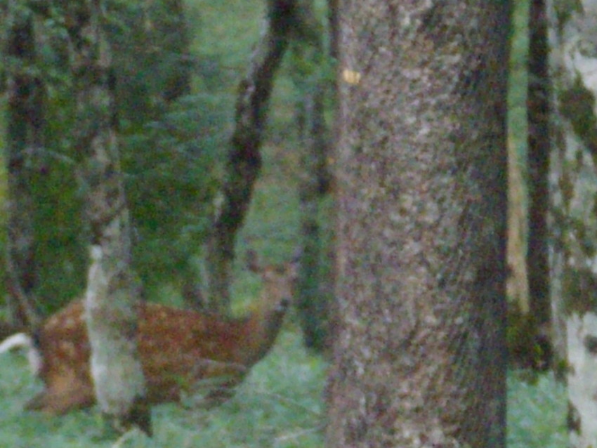 f:id:blepharisma:20090819164918j:image