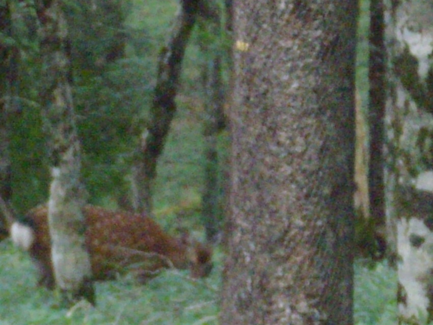 f:id:blepharisma:20090819164920j:image