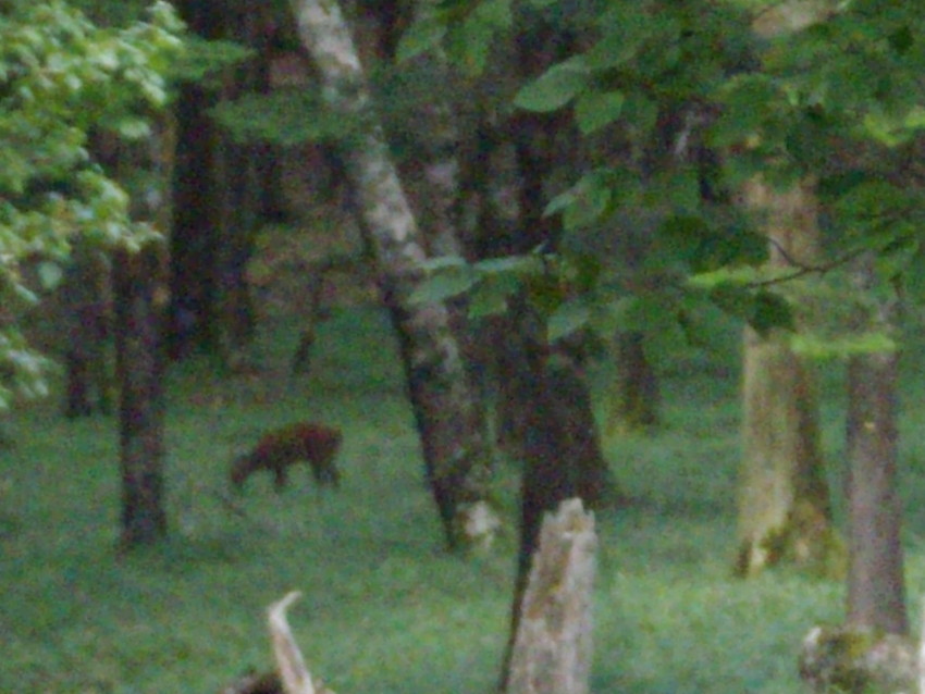 f:id:blepharisma:20090819164929j:image