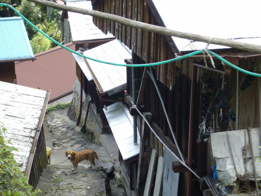 f:id:blepharisma:20090828172830j:image