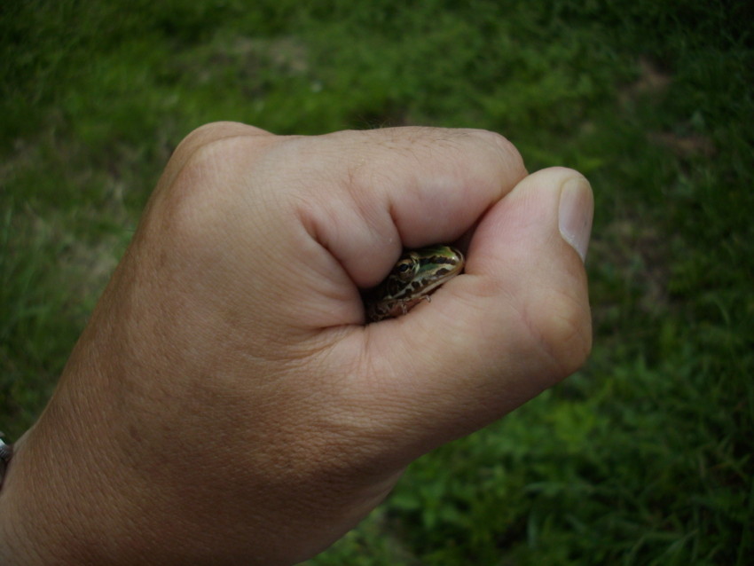 f:id:blepharisma:20090828173035j:image