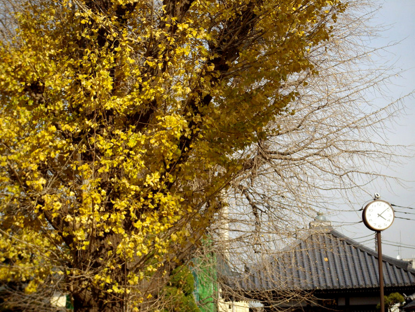 f:id:blepharisma:20091105000125j:image