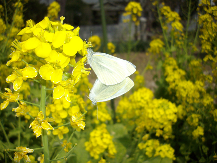 f:id:blepharisma:20091107231512j:image f:id:blepharisma:20091107231512j:image