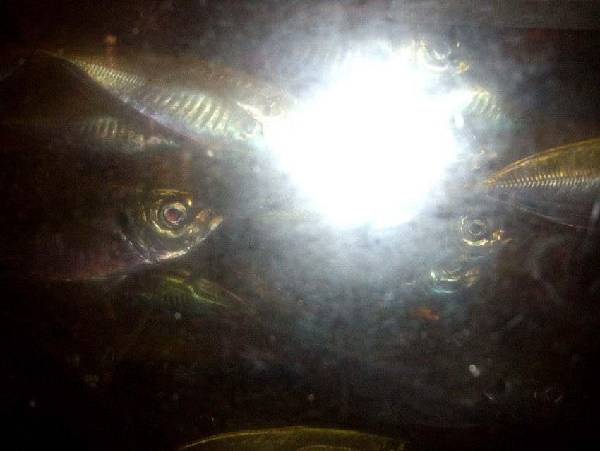 f:id:blepharisma:20091109095426j:image