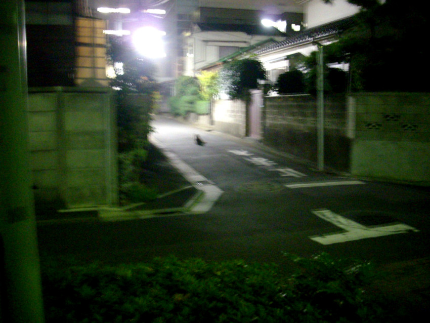 f:id:blepharisma:20091112231550j:image