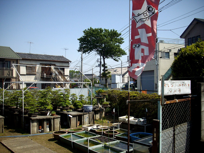 f:id:blepharisma:20091121215417j:image f:id:blepharisma:20091121215417j:image