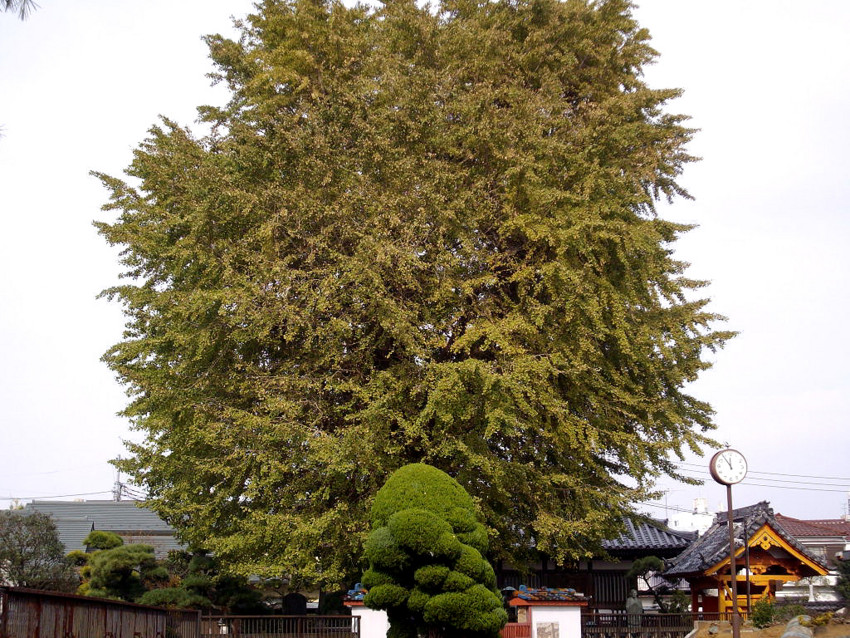 f:id:blepharisma:20091124001157j:image